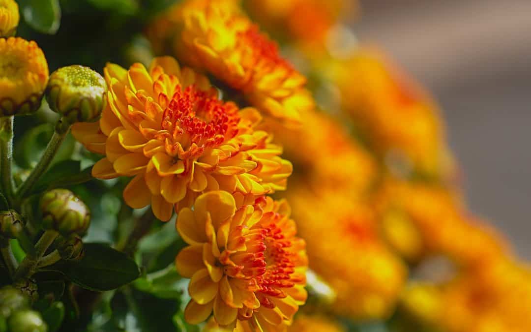 The Power of Love for Life in the Garden