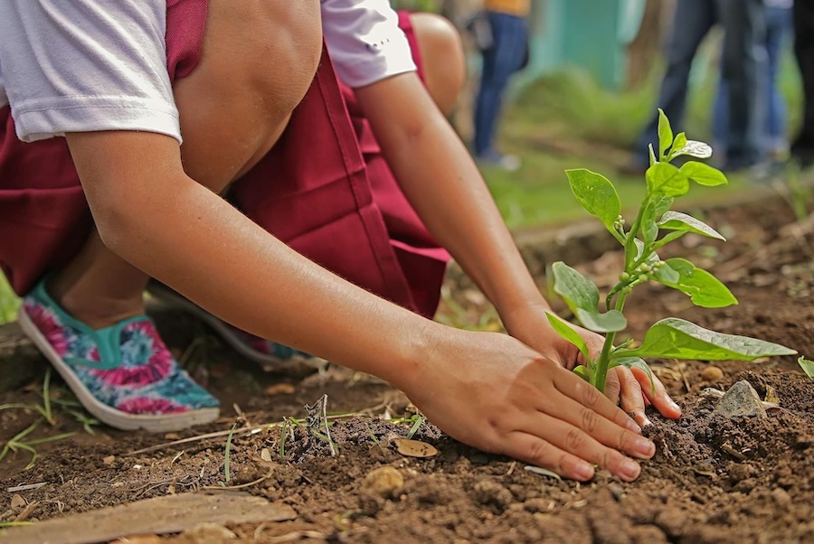 child planting a tree